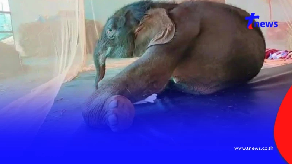 อัปเดตการรักษา "ข้าวต้ม" ลูกช้างป่าพลัดหลง ขาหน้าเริ่มคลายตัว