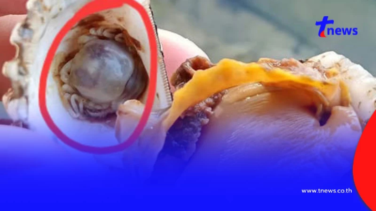 รู้แล้ว "ตัวอะไรในหอยแครง" ก้อนกลมเล็ก มีเปลือกใส หลายคนบอกของดี