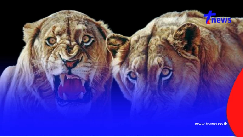 เอาจริง กลุ่มดัง ของดแชร์คลิปสิงโตรุมจนท.วอนอย่าเพิ่งโทษใคร