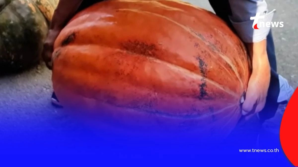 โชว์ความสำเร็จ เกษตรกรจีนทำได้ ฟักทองยักษ์ หนักทะลุ 40 กก.