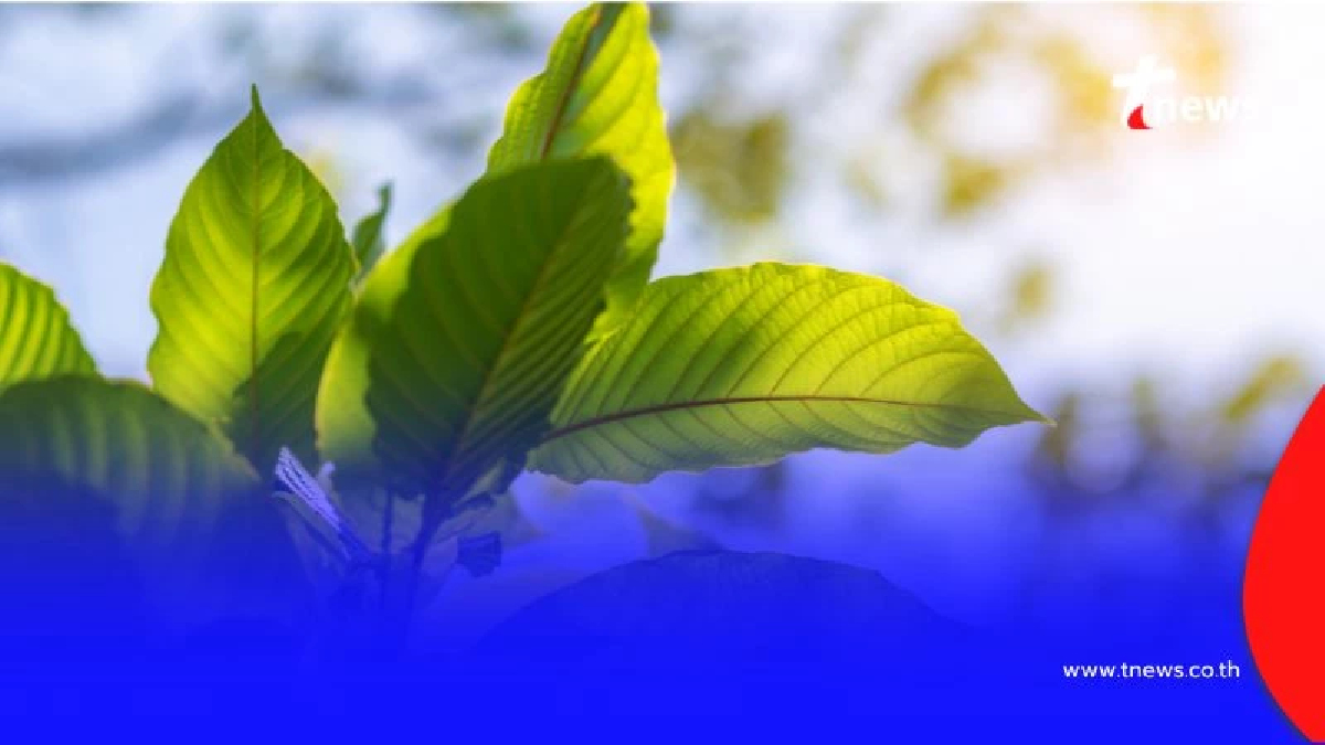 ย้ำ การเร่ขาย หรือ ตั้งแผงลอยขาย "กระท่อม" ผิดกฎหมาย มีโทษปรับสูง