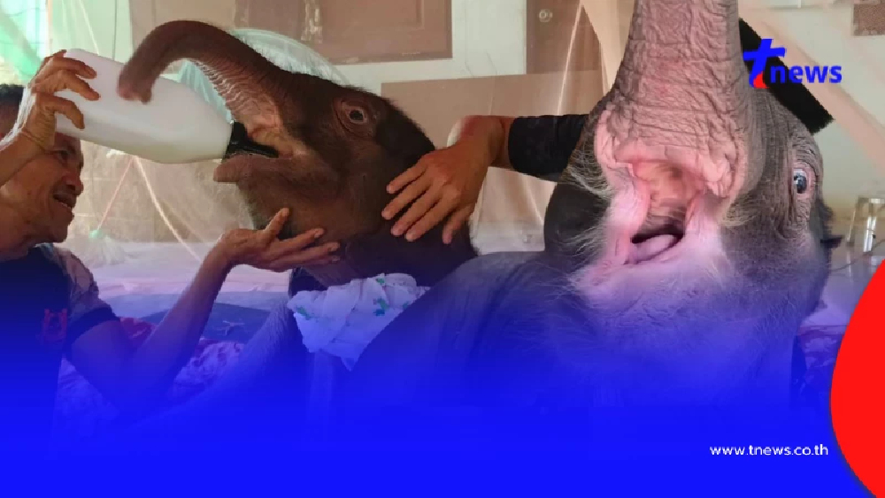 อาการล่าสุด "น้องข้าวต้ม" ลูกช้างพลัดหลง เผยสาเหตุ "การสลัดลูก"