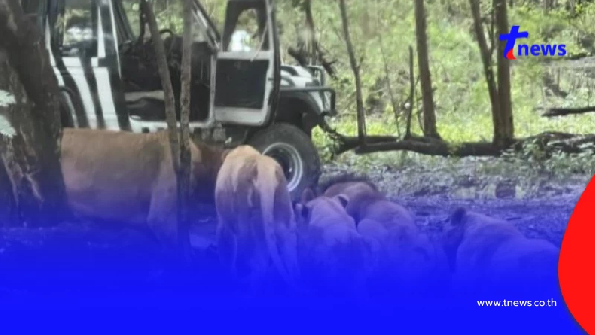 รู้แล้ว สาเหตุเจ้าหน้าที่สวนสัตว์ลงจากรถ ก่อนสิงโตรุมขย้ำดับ