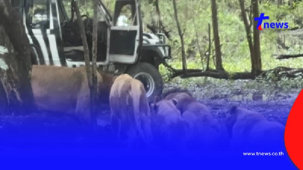 รู้แล้ว สาเหตุเจ้าหน้าที่สวนสัตว์ลงจากรถ ก่อนสิงโตรุมขย้ำดับ