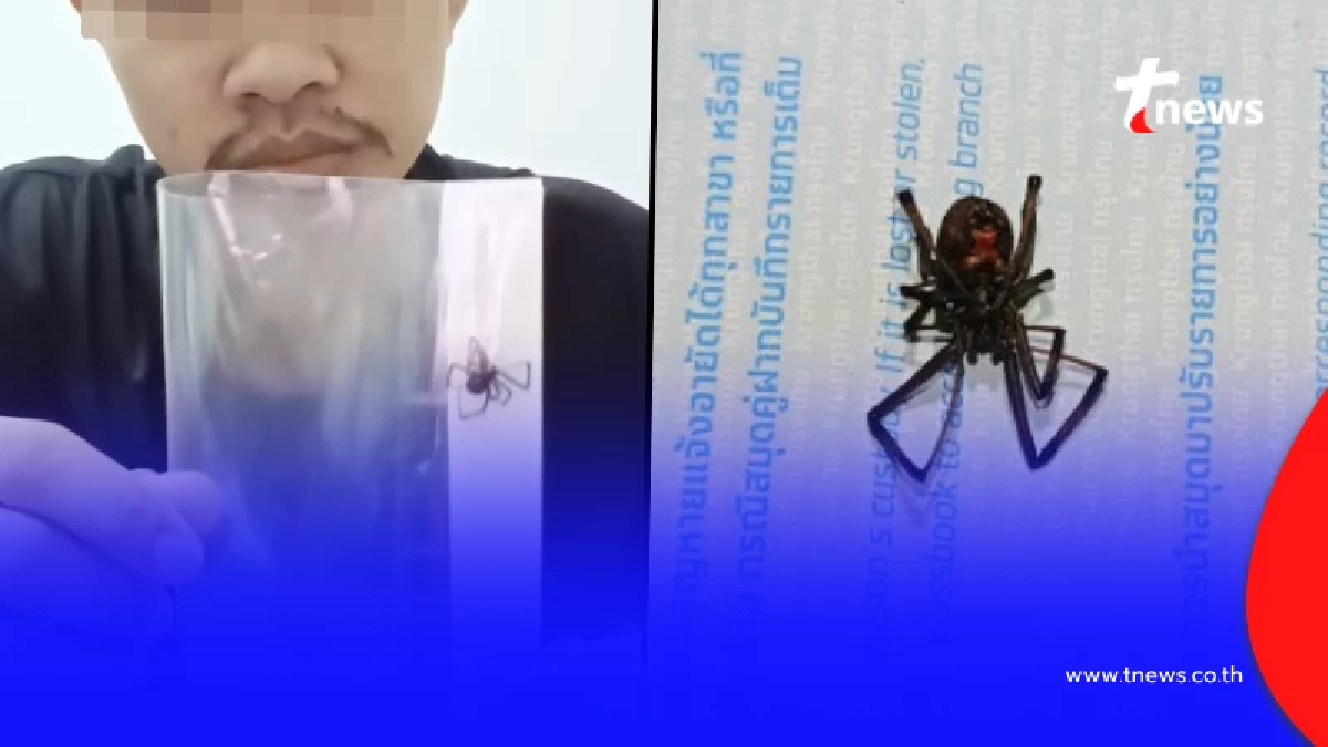 หนุ่มปวดสาหัส หลังโดน "แมงมุมปริศนา" กัด ก่อนสุดท้ายรู้ความจริง