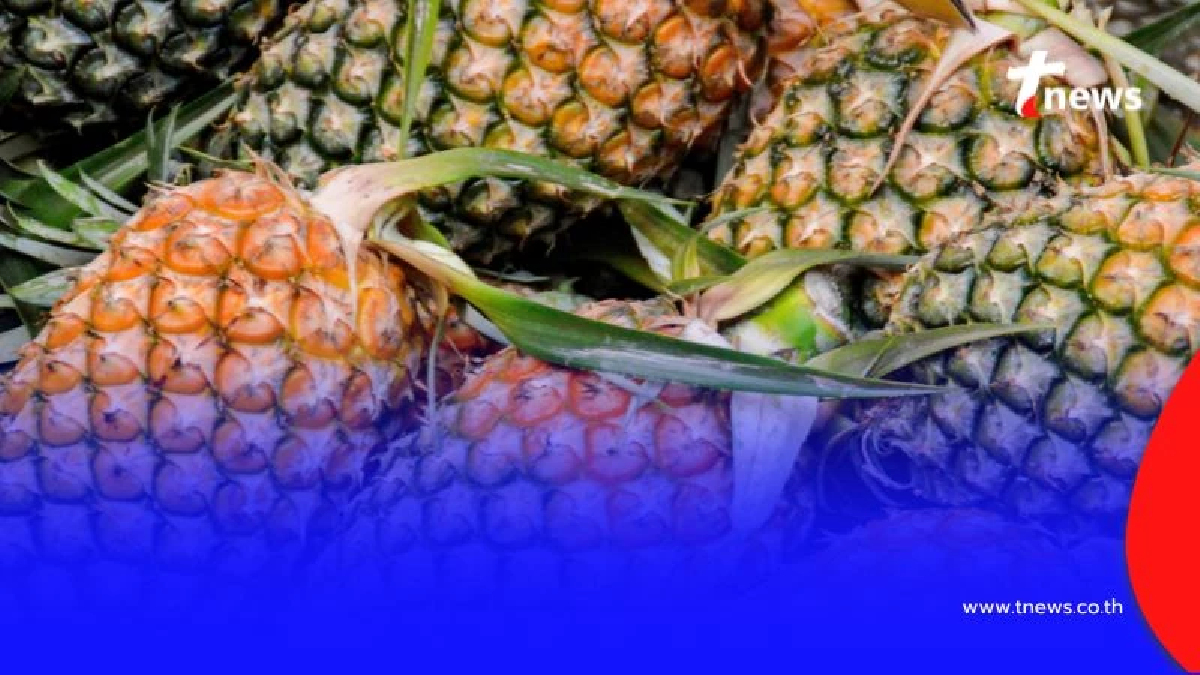 เทคนิคซื้อสับปะรดให้ได้ของดี พร้อมเตือนระวัง โรคผลแกน