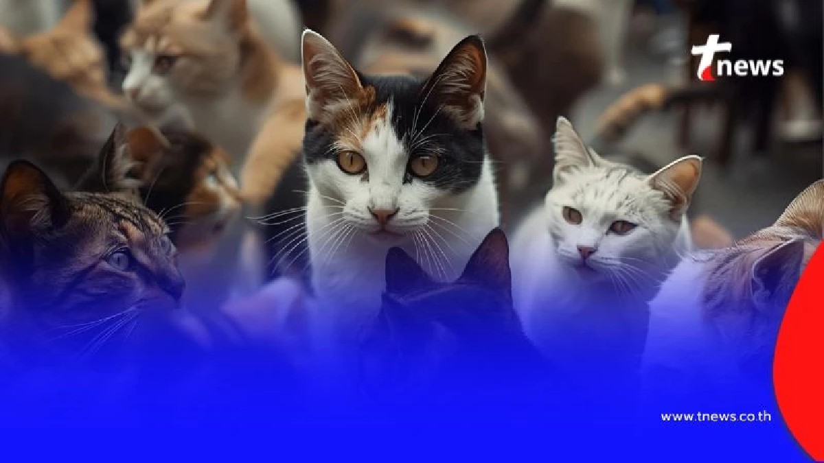 สายพันธุ์แมวเสริมมงคล เลี้ยงแล้ว ดึงดูดโชคลาภเข้าบ้าน