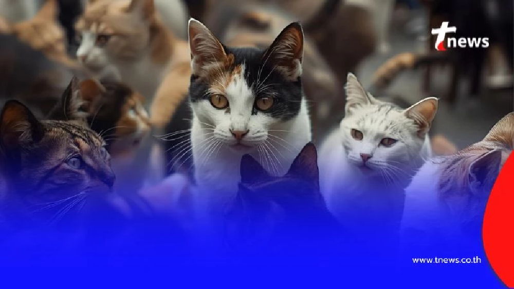 สายพันธุ์แมวเสริมมงคล เลี้ยงแล้ว ดึงดูดโชคลาภเข้าบ้าน