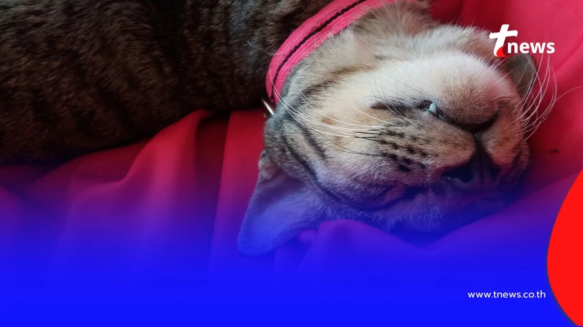 เปิดท่านอนของแมว บอกความรักที่มีต่อคุณได้มากกว่าที่คิด