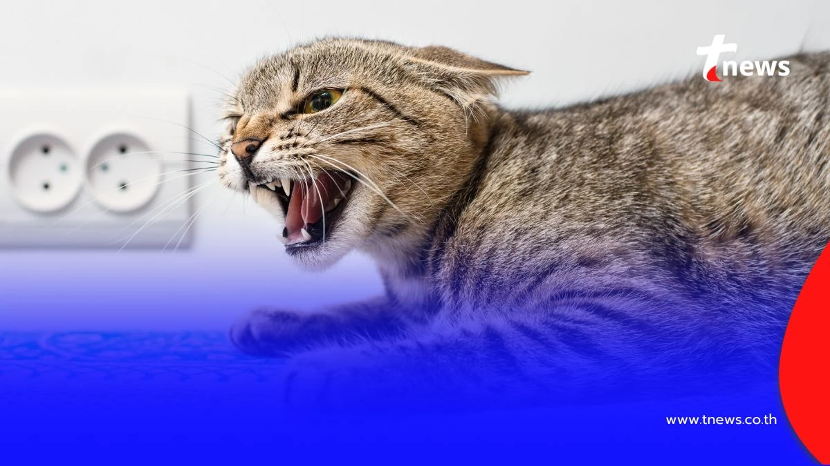 จับอาการ "แมวบ้า-หมาบ้า" ให้ทัน เช็กสัญญาณเตือน 3 ระยะโรคพิษสุนัขบ้า ก่อนสายเกินแก้