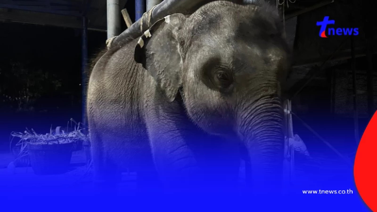 อาการล่าสุด "พลายต้นหนาว" ยังไม่พ้นขีดอันตราย ร่วมส่งพลังใจ