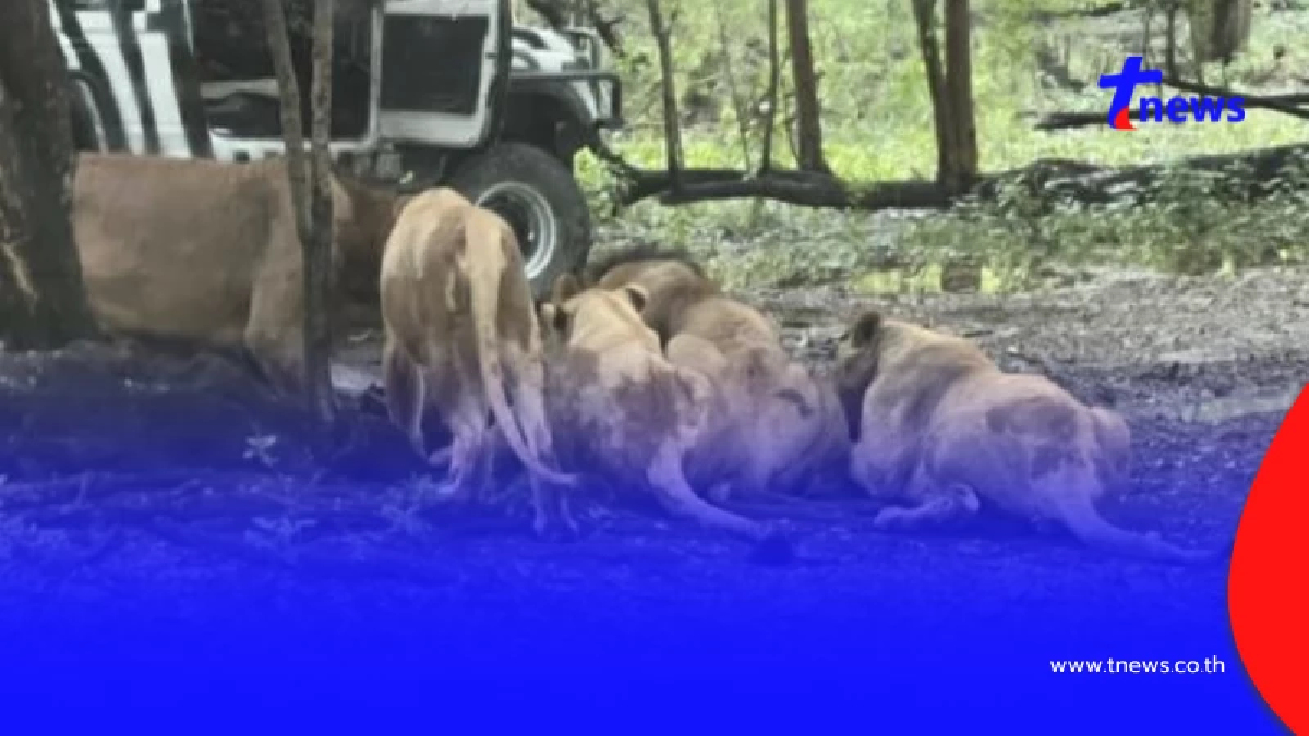 เปิดชื่อ 5 สิงโต ขย้ำพี่เจียน จนท.สวนสัตว์ รู้ตัวไหนตะปบยิ่งตกใจ