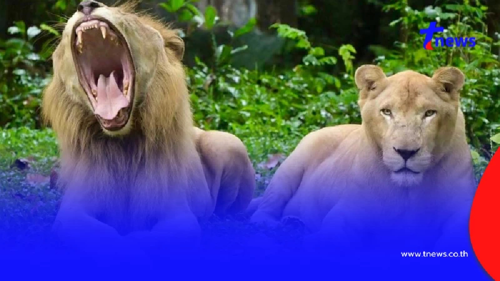 เยอะมาก อุทยานฯ เผยจำนวน สิงโตในไทย ที่ถูกอนุญาตให้ครอบครอง