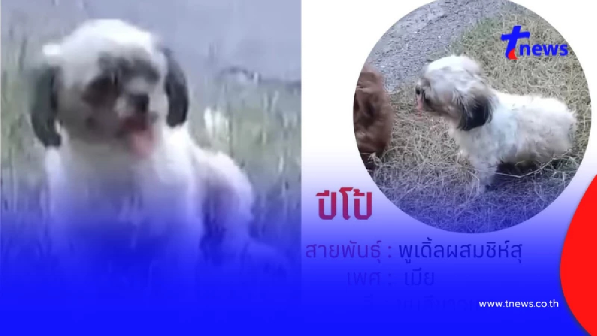 เตือนอย่าเข้าใกล้ น้องหมา เจ้าปีโป้ ใครเจอแจ้งจนท.ด่วน