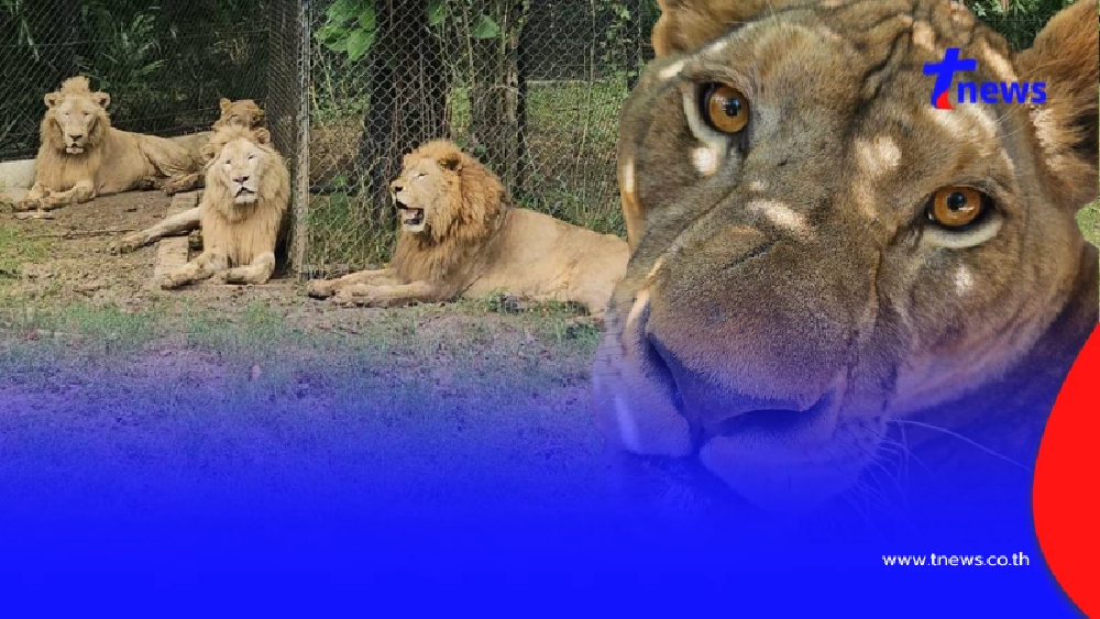 เปิดชะตากรรม สิงโต 5 ตัว จะโดนอะไรหลังก่อเหตุทำร้ายเจ้าหน้าที่