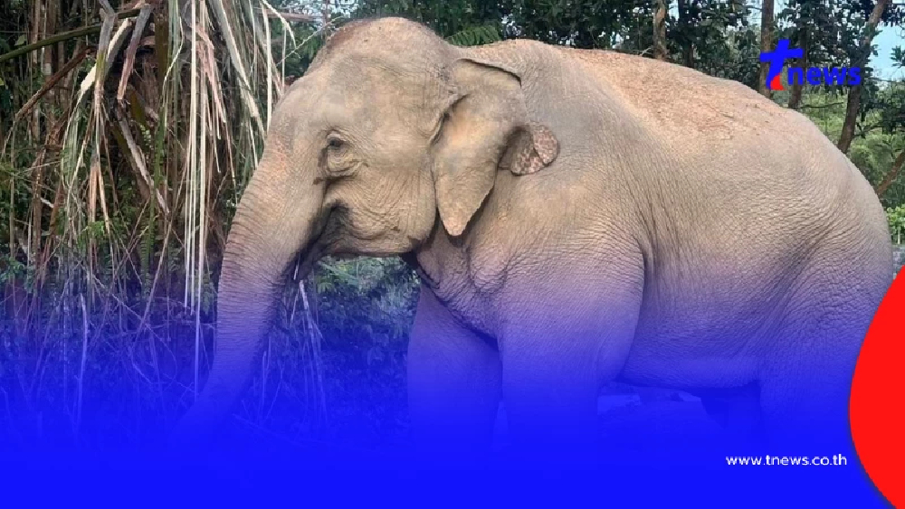 "สีดอก้านกล้วย" ได้บ้านใหม่แล้ว พร้อมเผยชีวิตต่อจากนี้