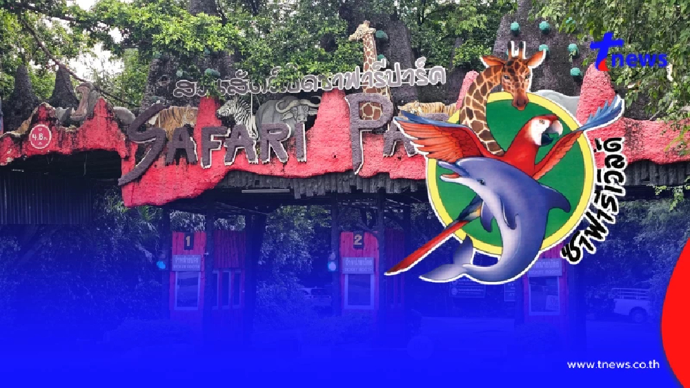 "ซาฟารี เวิลด์"แถลงอย่างเป็นทางการ หลังสูญเสีย จนท.ดูแลสิงโต