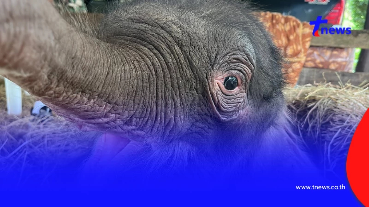 สวนนงนุช ส่งด่วน "น้ำนมทองคำ" ช่วยชีวิตลูกช้างน้อย "น้องข้าวต้ม"
