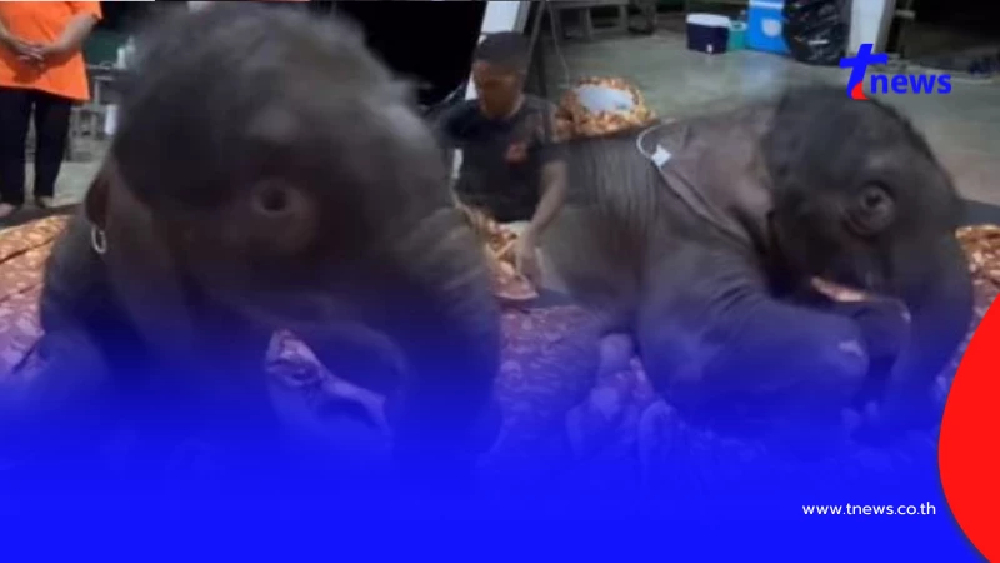 ใจได้มาก "น้องข้าวต้ม" ลูกช้างหลง เซอร์ไพรส์คุณหมอขณะทำกายภาพ