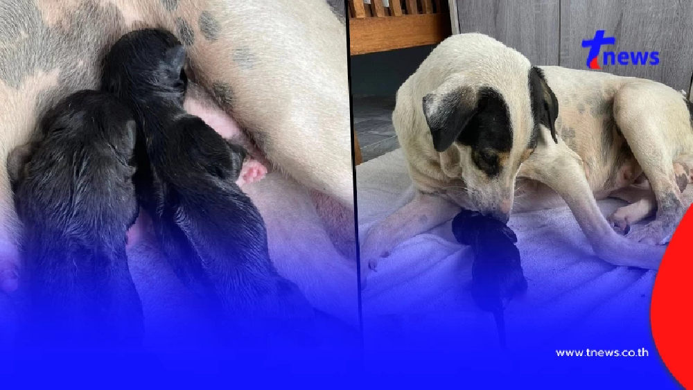 สาวตื่นเต้น เจอสุนัขจรคลอดลูกอยู่หน้าบ้าน ชาวเน็ตแห่ถามบ้านเลขที่