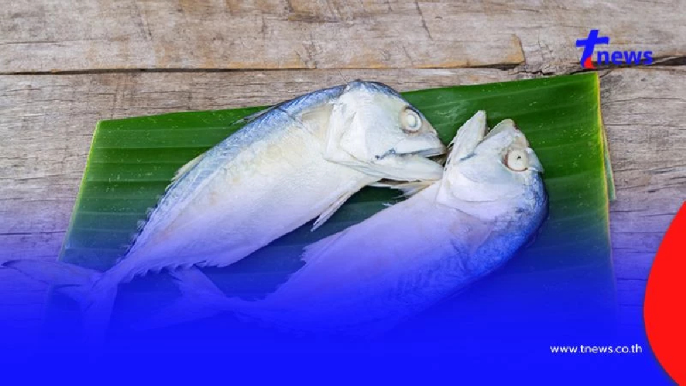 “ปลาทู” ของดีบำรุงสมอง กินประจำช่วยความจำดี ป้องกันโรคสมองเสื่อม