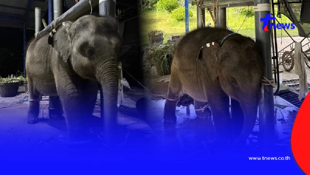 ส่งใจช่วย "พลายต้นหนาว" ช้างน้อยสู้ชีวิต ป่วยไวรัสเฮอร์ปีส์