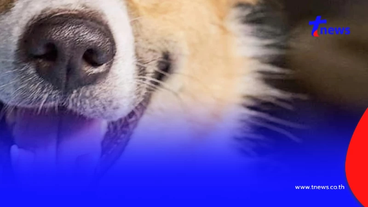 หมาบางแก้ว กัดเจ้าของเจ็บระนาว 3 คน คาดหมาป่วยโรคประสาท