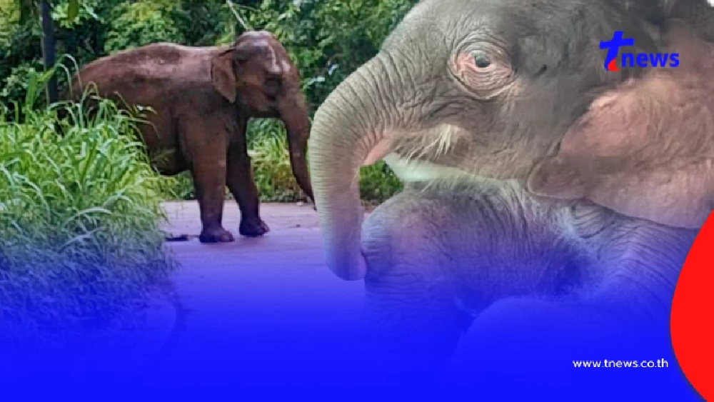 พบแม่ช้างป่า คาด"พังสุขสันต์" มุ่งหน้าพุชะนีตามหา"ข้าวต้ม"