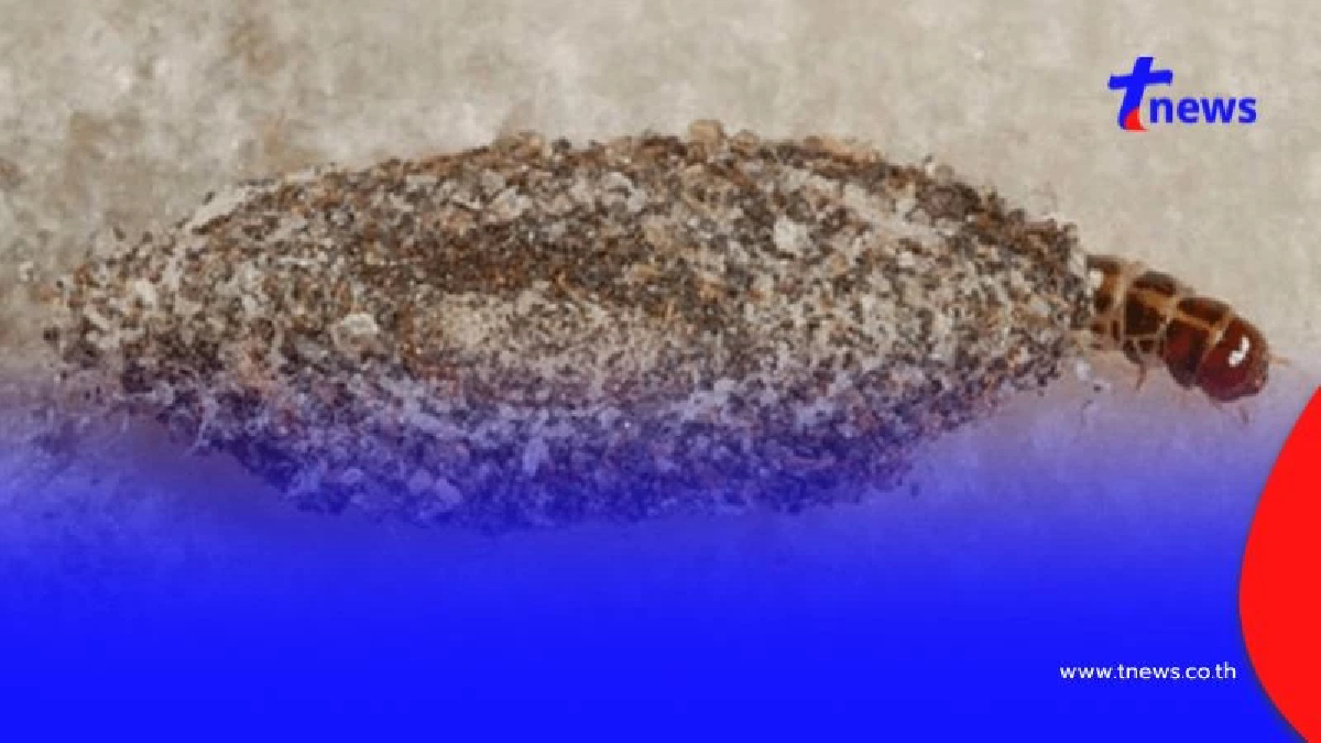 ระวัง! “หนอนปอก” ภัยเงียบจากธรรมชาติ ขนพิษทำผิวอักเสบได้