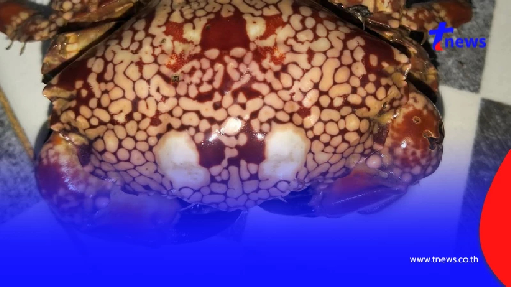 ดับไม่รู้ตัว อ.เจษฎ์ เตือนห้ามกินปูแดงลายจุด หลงบริโภคถึงตาย