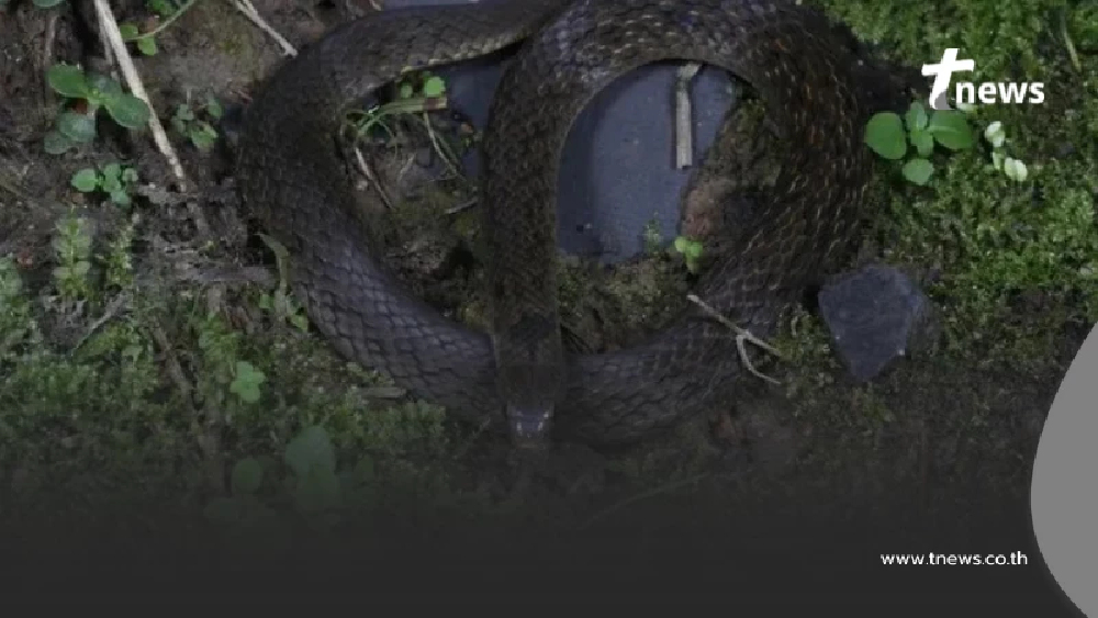 จีนค้นพบ "งู"สายพันธุ์ใหม่ ในเขตฝนทางตะวันตก มณฑลเสฉวน