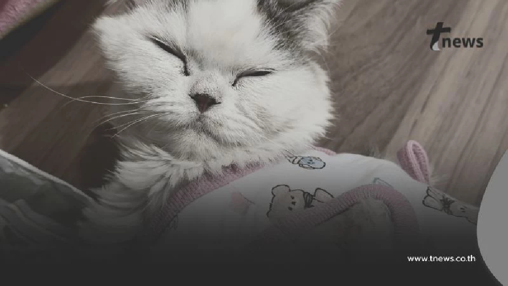 คราบน้ำตาแมวอย่ามองข้าม! ปล่อยไว้นานเสี่ยงตาอักเสบ อันตรายกว่าที่คิด