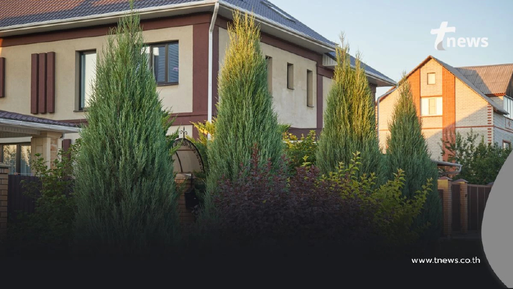 สรุปกฎหมาย "ต้นไม้บ้านฉัน บ้านเธอ" ที่ควรรู้ จะได้ไม่เถียงกัน