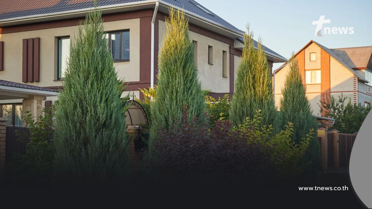 สรุปกฎหมาย "ต้นไม้บ้านฉัน บ้านเธอ" ที่ควรรู้ จะได้ไม่เถียงกัน