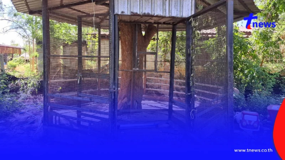 เปิดภาพกรงสิงโตของอินฟลูฯดัง หลังหลุดไปขย้ำเด็กบาดเจ็บ