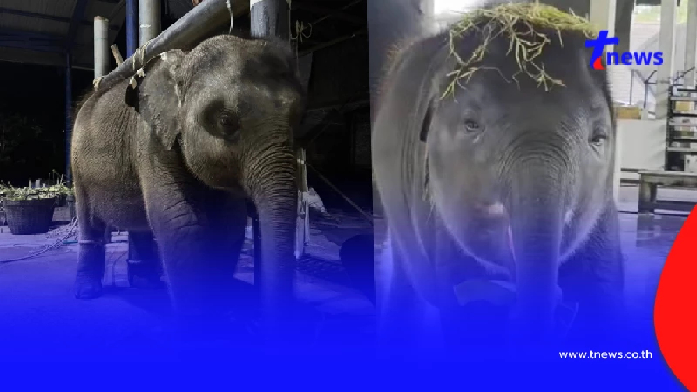 "น้องต้นหนาว" พ้นวิกฤติ เผยอัปเดตล่าสุดคิดว่าน้องชนะแล้ว