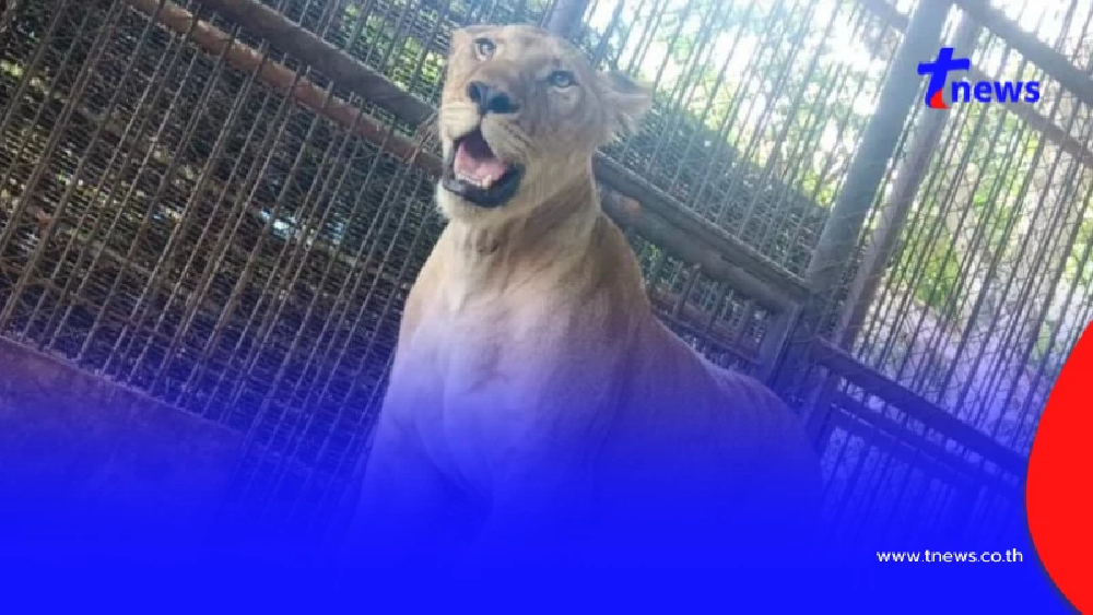 ผลตรวจสุขภาพ "มเหสี" ลูกสิงโตเพศเมีย หมอที่บึงฉวากตรวจทันที