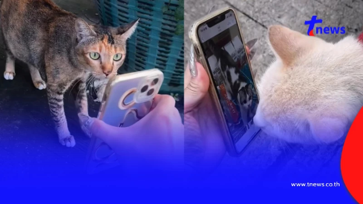 สาวบอกแมวจรช่วยตามหาลูกที่หายปริศนา ผลสุดท้าย ชาวเน็ตน้ำตาไหล