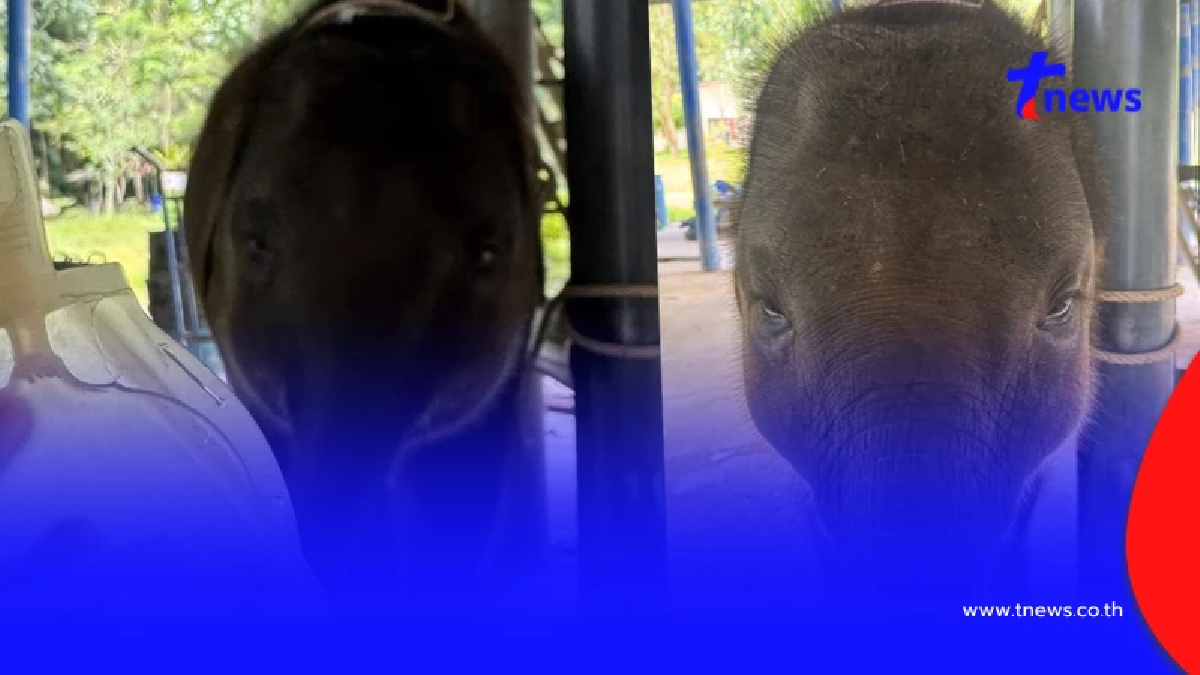 ข่าวดี อัปเดต "น้องต้นหนาว" ล่าสุด ยอมเลยหัวใจนักสู้ของจริง