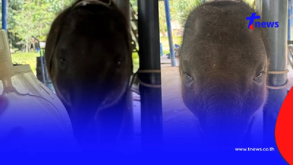 ข่าวดี อัปเดต "น้องต้นหนาว" ล่าสุด ยอมเลยหัวใจนักสู้ของจริง