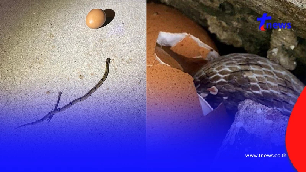 สาวใจดีเลี้ยง "งูจร" ผ่านไปหลายเดือนโผล่อีกที คอมเมนต์ฮาสนั่น