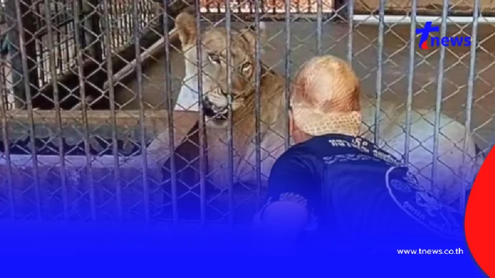 ไม่อยากจะเชื่อ วินาทีแรก "มเหสี" สิงโตสาว ได้เจอเจ้าของเก่า