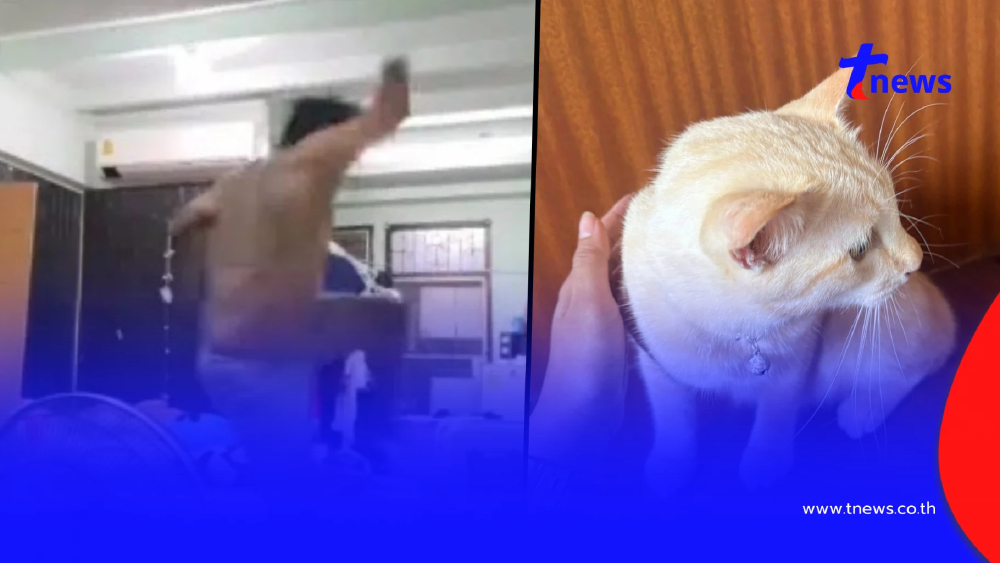 อัปเดตอาการ "น้องโชคดี" น้องแมวถูกพนักงานเตะจนกระเด็น