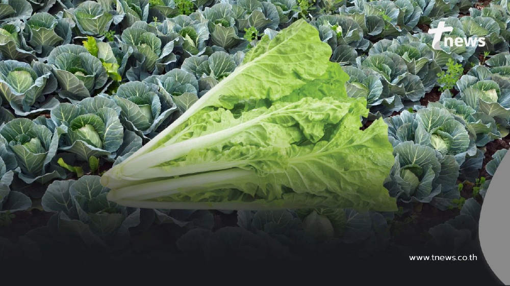 ผักกาดขาวหยก หวาน นุ่ม ละมุนลิ้น เปิดวาร์ปผักกาดขาวพันธุ์เบา
