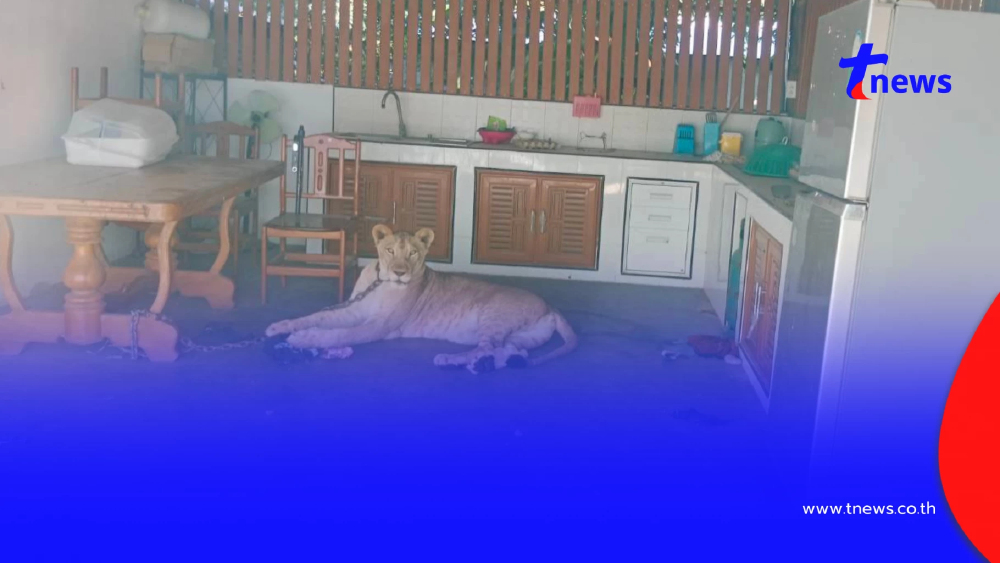 โดนแล้ว อินฟลูดัง เจ้าของสิงโตหลุดขย้ำเด็ก 11 สั่งดำเนินคดีเด็ดขาด