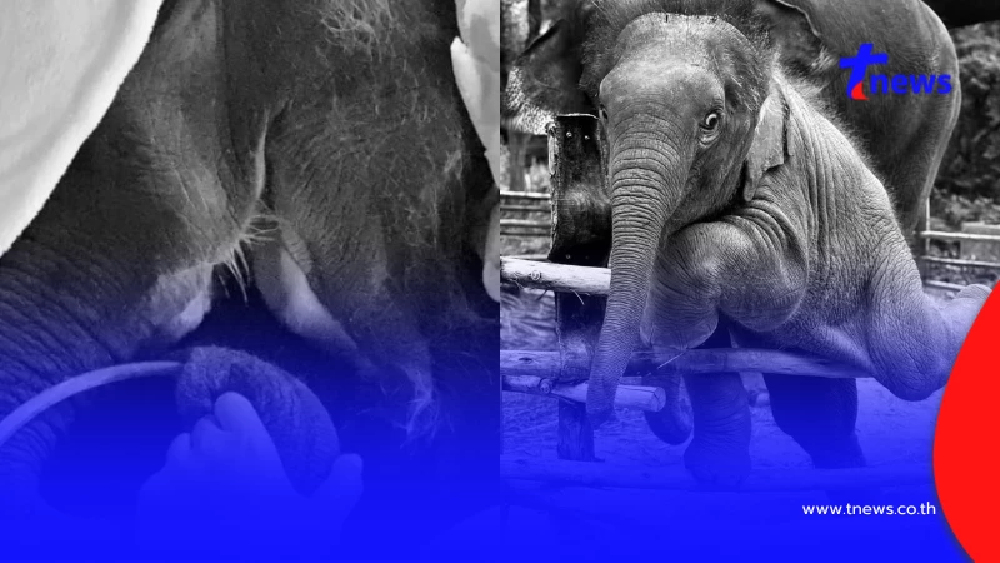 สุดยื้อ "น้องเมอร์รี่" ช้างน้อยขวัญใจโซเชียล กลับดาวแล้ว