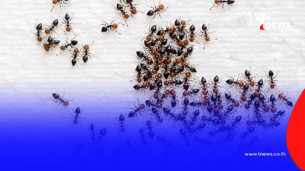 วิธีป้องกันมดแบบง่ายๆ และไม่เป็นอันตรายกับคนและสัตว์เล็ก