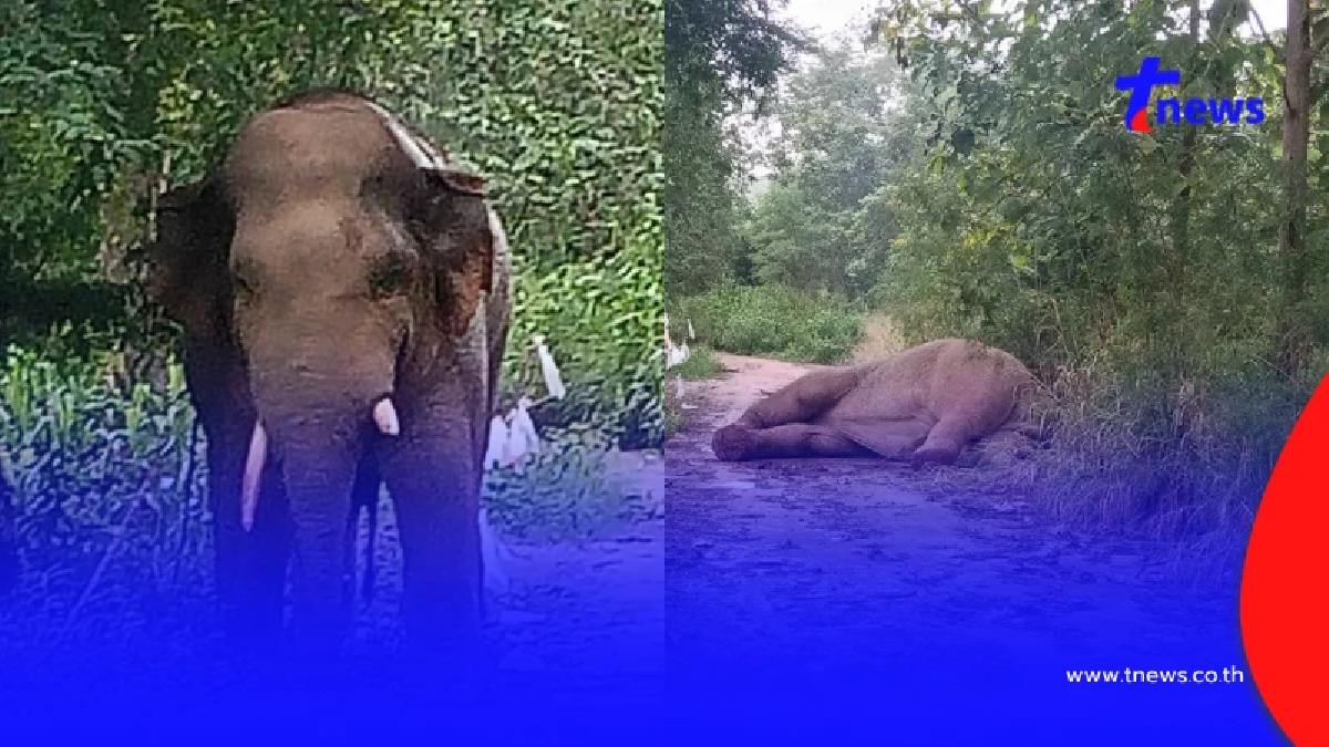 เปิดภาพสะเทือนใจ ช้างป่าเขาใหญ่บาดเจ็บหนัก รู้สาเหตุยิ่งเศร้า