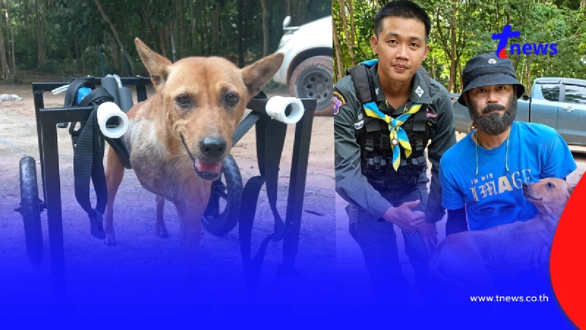 "หมาชายแดน" หาบ้าน เสียขาหน้า ตชด.ช่วยจากกับดักนายพรานเขมร