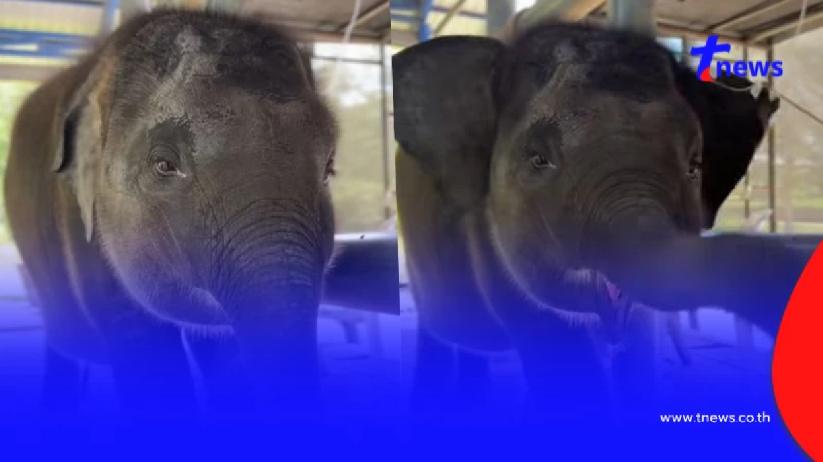 มาแล้ว คลิปแรก "น้องต้นหนาว" หลังพ้นวิกฤติ เล่นเอาใจละลาย